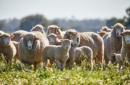 Sheep flock distribution map