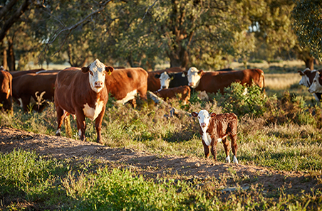 Majority of beef producers remain committed to herd plans as calf numbers hold firm