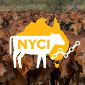 Get the bigger picture with the National Young Cattle Indicator
