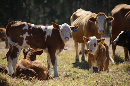 Growing Beef from Dairy Producer Demonstration Sites