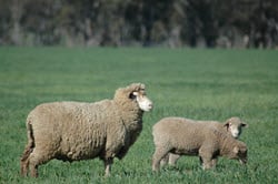 Online webinar:  PDS Updates - Optimising ewe lamb joining outcomes