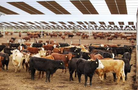 MLA Feedlot Heat Load Calculator 