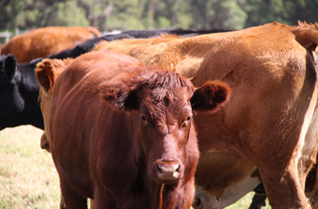 Southern WA Producer Demonstration Sites