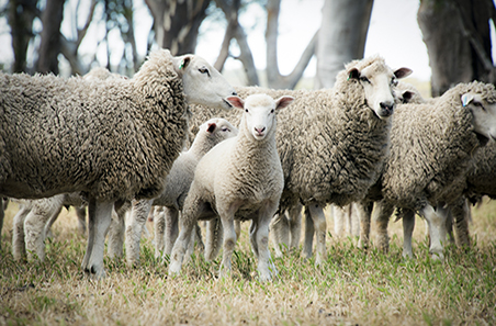 Weekly cattle and sheep market wrap