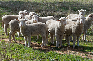 July 2022 Sheep Projections