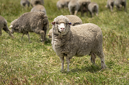 Steven Hobbs utilises data to improve his flock