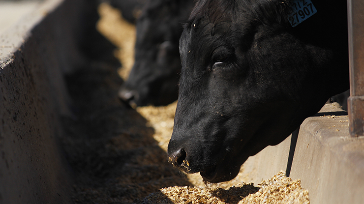 Moving towards carbon neutrality technical manual