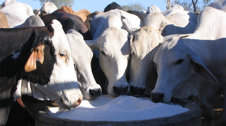 Phosphorus resources