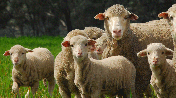 Bred Well Fed Well workshops