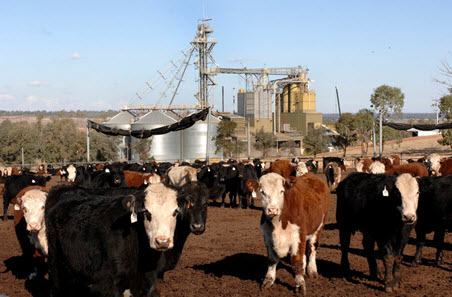February 2024 Cattle Industry Projections