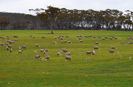 Producer case study: Increasing number of lambs weaned / ewe unit