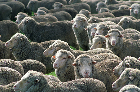 Sheep Fact Facts 2025