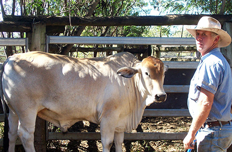 Legumes help tackle pasture dieback