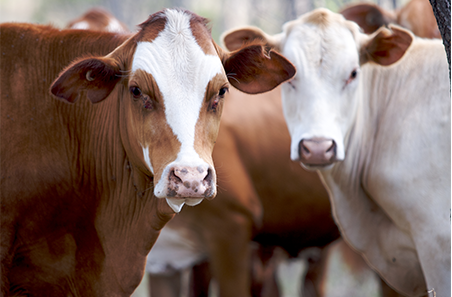 Heifer prices fall as buyers target more quality