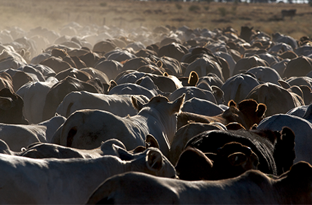 Northern NSW producers drive record cattle yardings