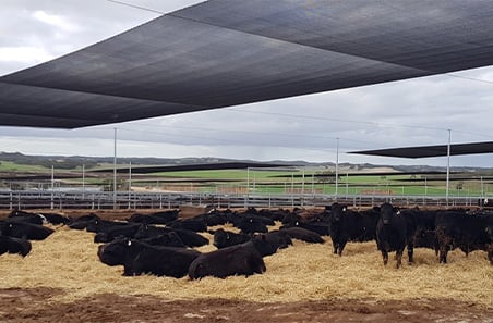 Strong lot feeder purchasing signals sector resilience