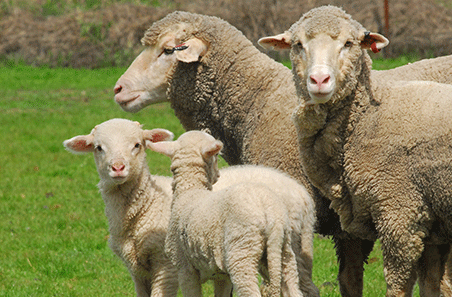 Lamb survival