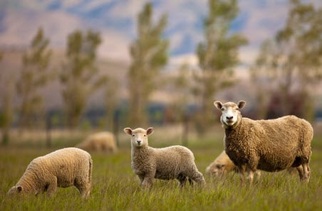 Weekly cattle and sheep market wrap
