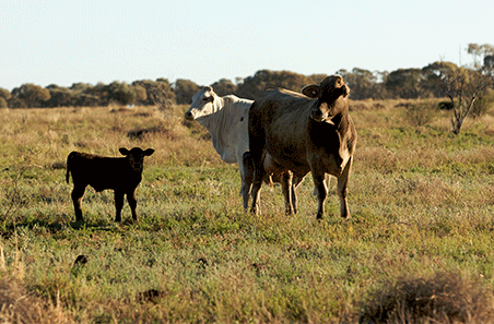 Improving performance with effective weaning