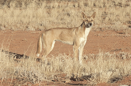 The real cost of wild dogs from paddock to processing