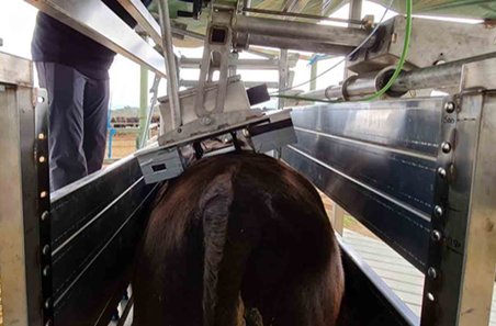 New tech emerging to measure eating quality in live animals