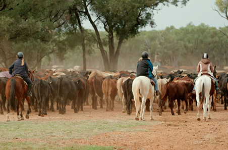 More than a cattle drive