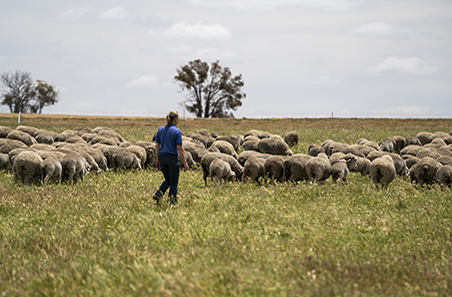PDS Spotlight on Productive saltland pastures for southern WA