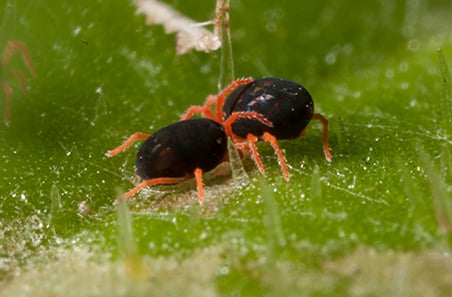 Stop next season's mites before they hatch