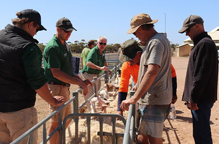 Maximising productivity in Dorper flocks