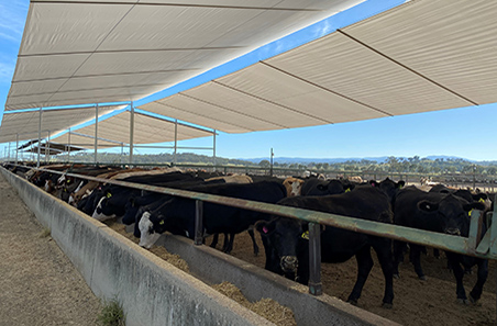 Feedlot covered housing systems