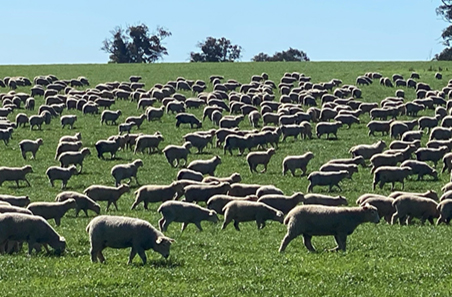 Weekly cattle and sheep market wrap