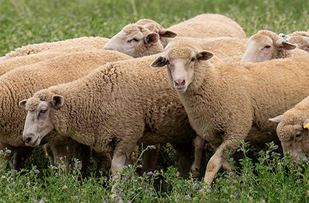 Towards optimal out-of-season feed supply