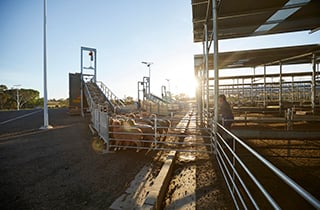 The right time and place – which producers are capitalising on market opportunities?