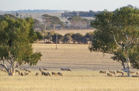 Tips & Tools: Grazing management for productive native pastures
