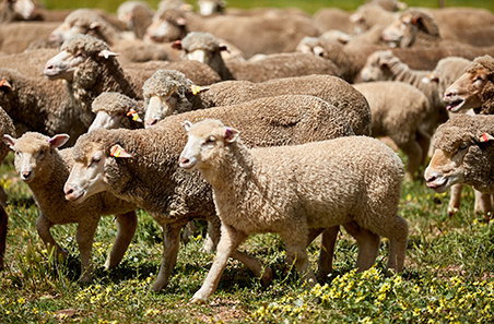 September 2025 Sheep Projections