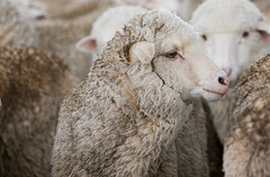 October 2021 Sheep Industry Projections