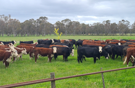 Building productivity through better soil