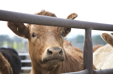 Optimising transportation and lairage conditions for feedlot cattle – webinar preview