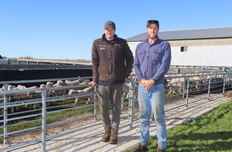 Brassica earns its place to fatten lamb