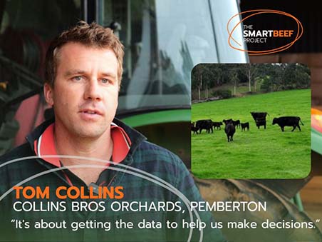  The SMARTBEEF Project - Tom Collins - P1