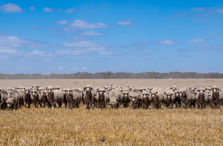 October Sheep Producer Intentions Survey is now open