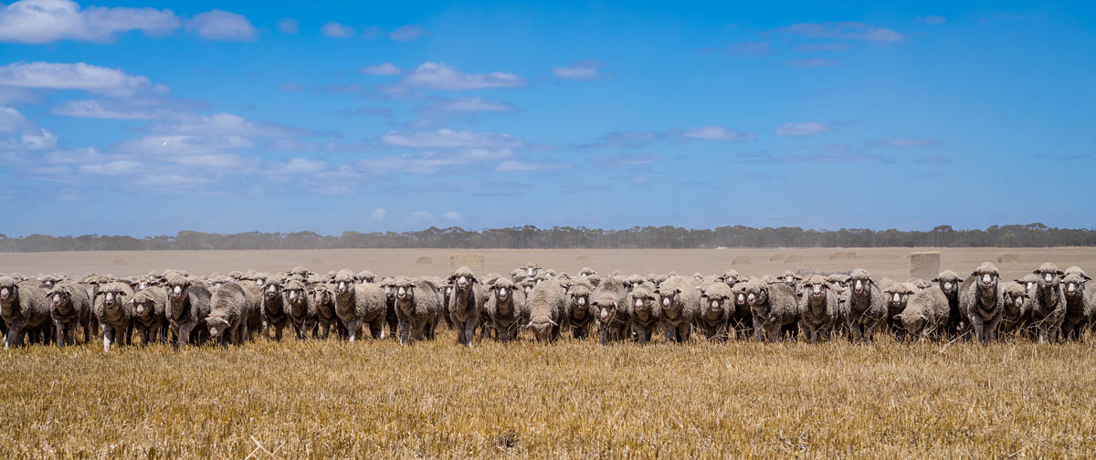 October Sheep Producer Intentions Survey is now open