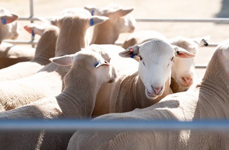 Sheep producers feel fodder cost pressures