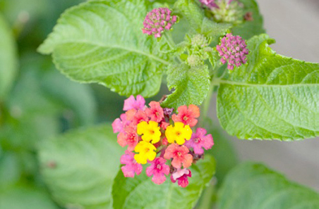 Cooperative, integrated weed management in the Burdekin Dry Tropics