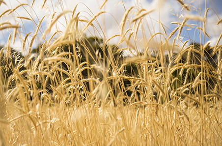 Is winter wheat the ideal dual-purpose crop?