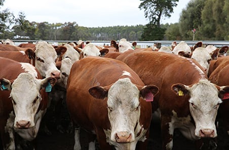 Weekly cattle and sheep market wrap