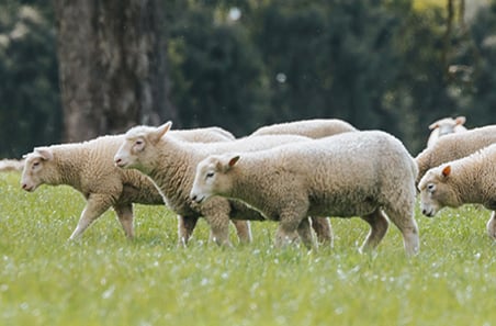 Developing producer capability in tactical and strategic feed budgeting