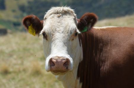 Using genomics to improve heifer selection 