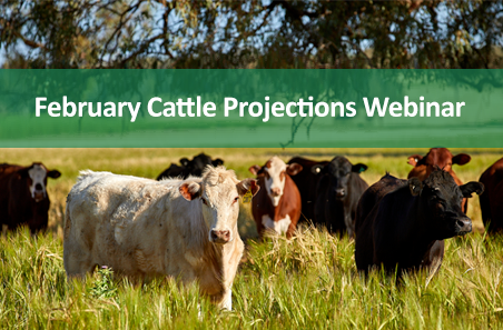 February 2022 Cattle Projections - Webinar