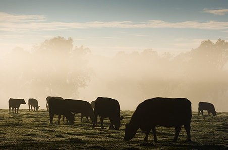 Do El Niño declarations really impact cattle markets?